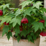 Abutilon 'Ashford Red' – foto della pianta