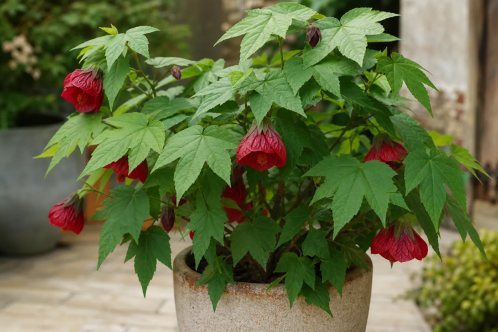 Abutilon 'Ashford Red'