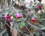 Abutilon ‘Nabob’