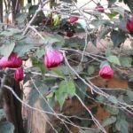 Abutilon 'Nabob' – fotografia rastliny