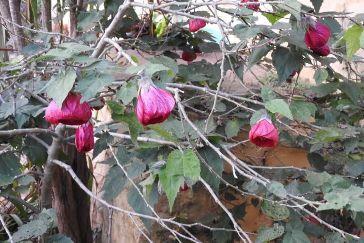 Abutilon 'Nabob'