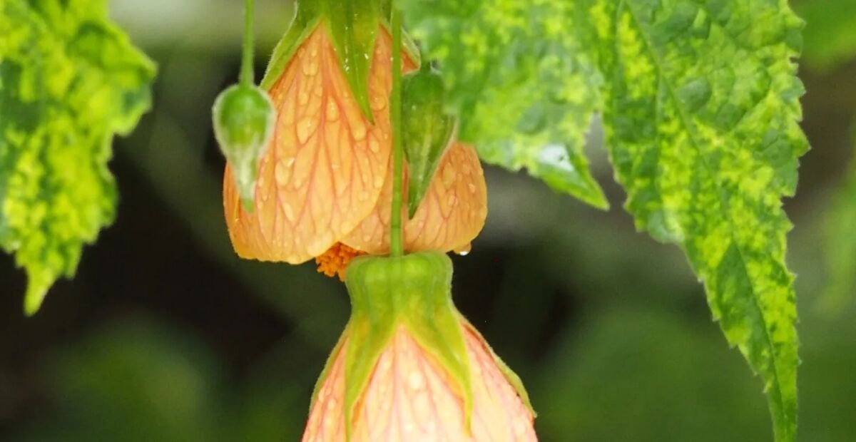 Abutilon pictum 'Thompsonii' – plant photo