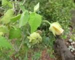 Abutilon veľkolistý (Abutilon grandifolium) – pestovanie