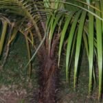 Acanthophoenix rubra – fotografia rastliny