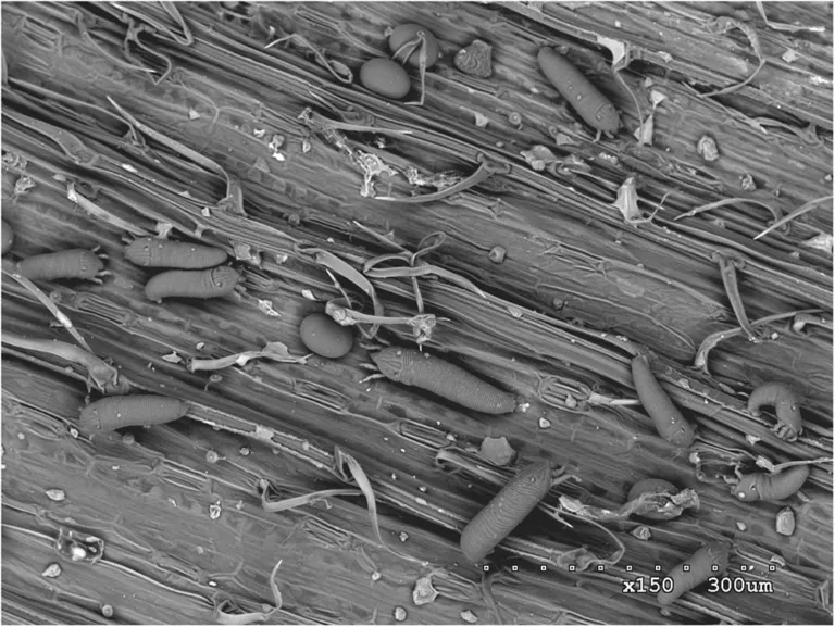 Acaro del ricciolo del frumento – foto diagnostica