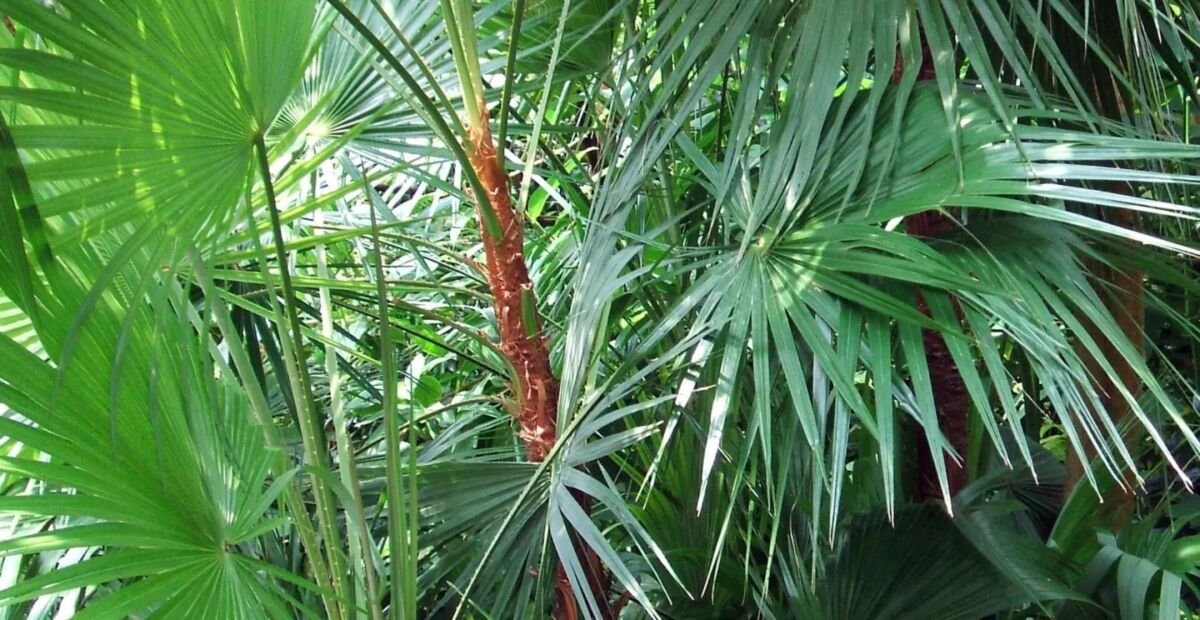 Acoelorraphe (Acoelorraphe wrightii) – plant photo