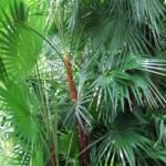 Acoelorraphe (Acoelorraphe wrightii) – fotografia rastliny