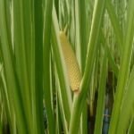 Acorus calamus – foto della pianta