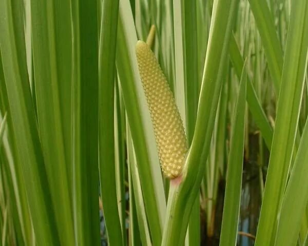 Acorus calamus