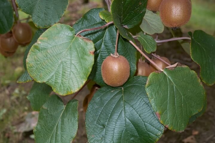 Actinidia chinensis deliciosa