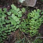 Adiantum raddianum – foto della pianta