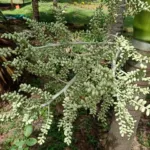 he (Adonidia merrillii) – plant photo