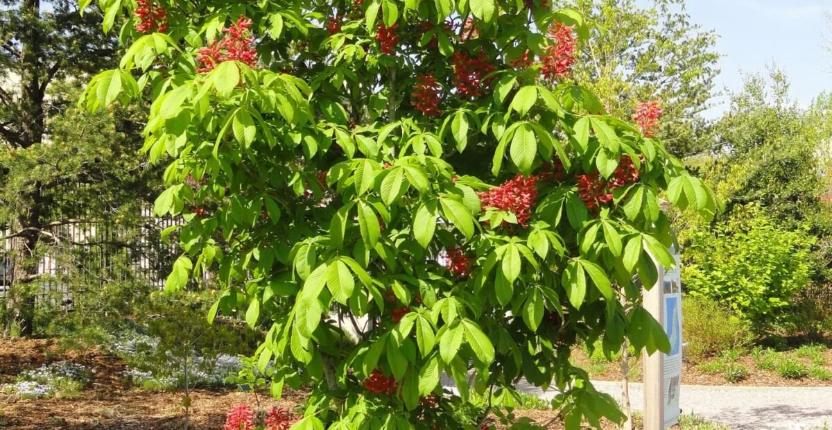 Aesculus 'Pavia' – plant photo