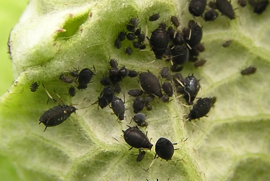 Afide nero della fava