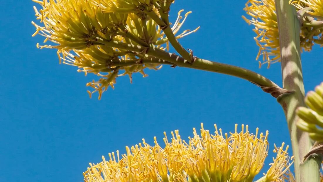 Agave americana – plant photo