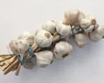 Aglio (Allium sativum): guida alla coltivazione