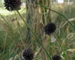 Guida alla coltivazione dell’aglio ornamentale (Allium)
