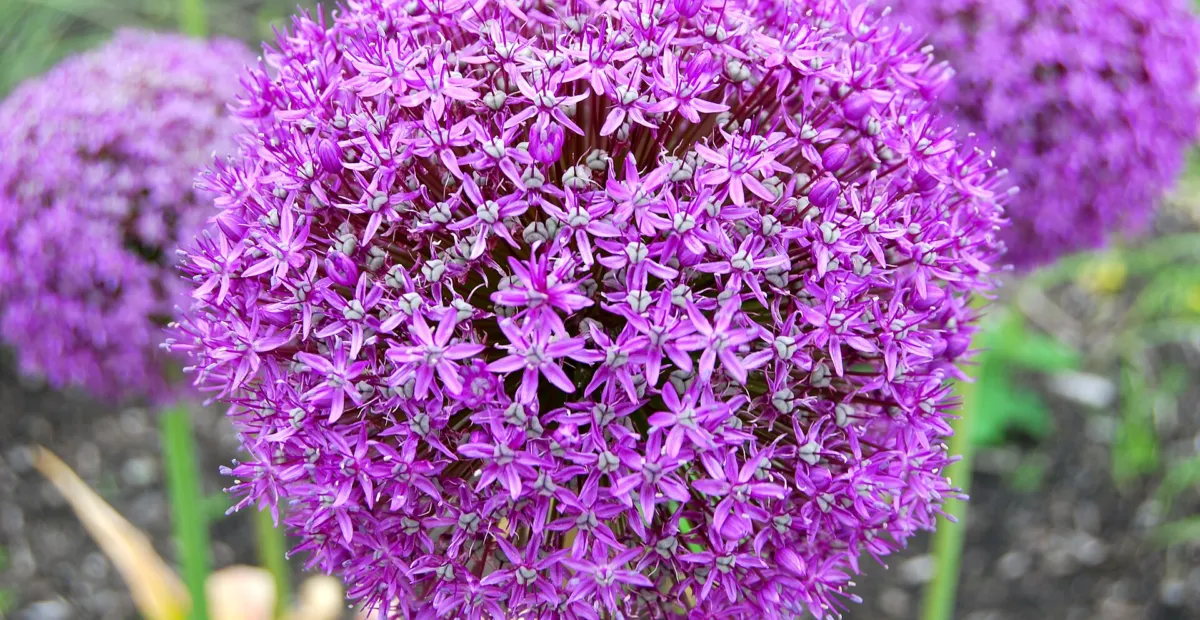 Aglio ornamentale gigante (Allium giganteum) – plant photo