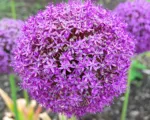 Aglio ornamentale gigante (Allium giganteum): guida alla coltivazione
