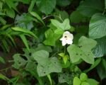 Guida alla coltivazione dell’aibika (Abelmoschus manihot)