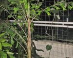 Aiphanes horrida: guida alla coltivazione e alla cura