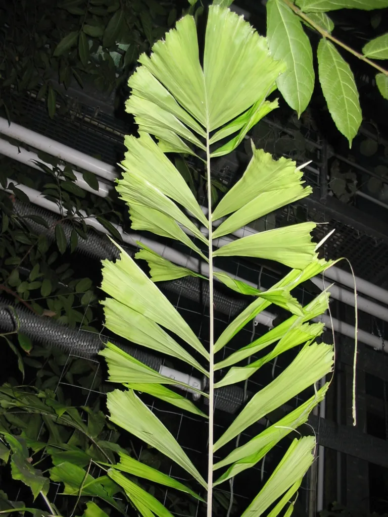 Aiphanes horrida – leaves and shoots, plant photo