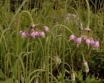 Allium ‘Cernuum’