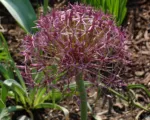 Guida alla coltivazione di Allium christophii