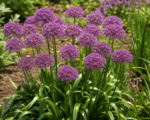 Allium ‘Millenium’