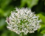 Allium ‘Mount Everest’: coltivazione e cura