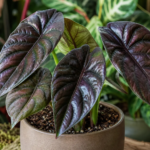Alocasia azlanii – foto della pianta