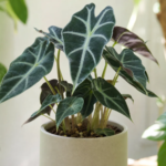 Alocasia 'Bambino' – foto della pianta