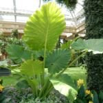 Alocasia 'Calidora' – foto della pianta