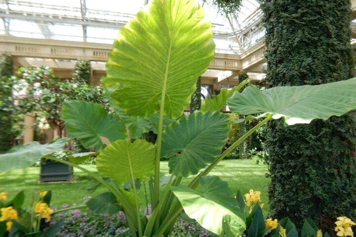 Alocasia 'Calidora'