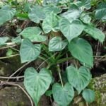 Alocasia cucullata – foto della pianta
