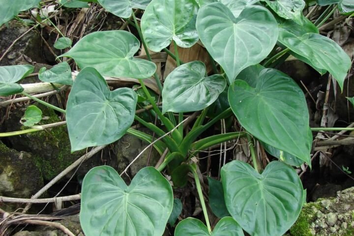 Alocasia cucullata