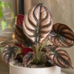 Alocasia 'Cuprea Red Secret' – foto della pianta