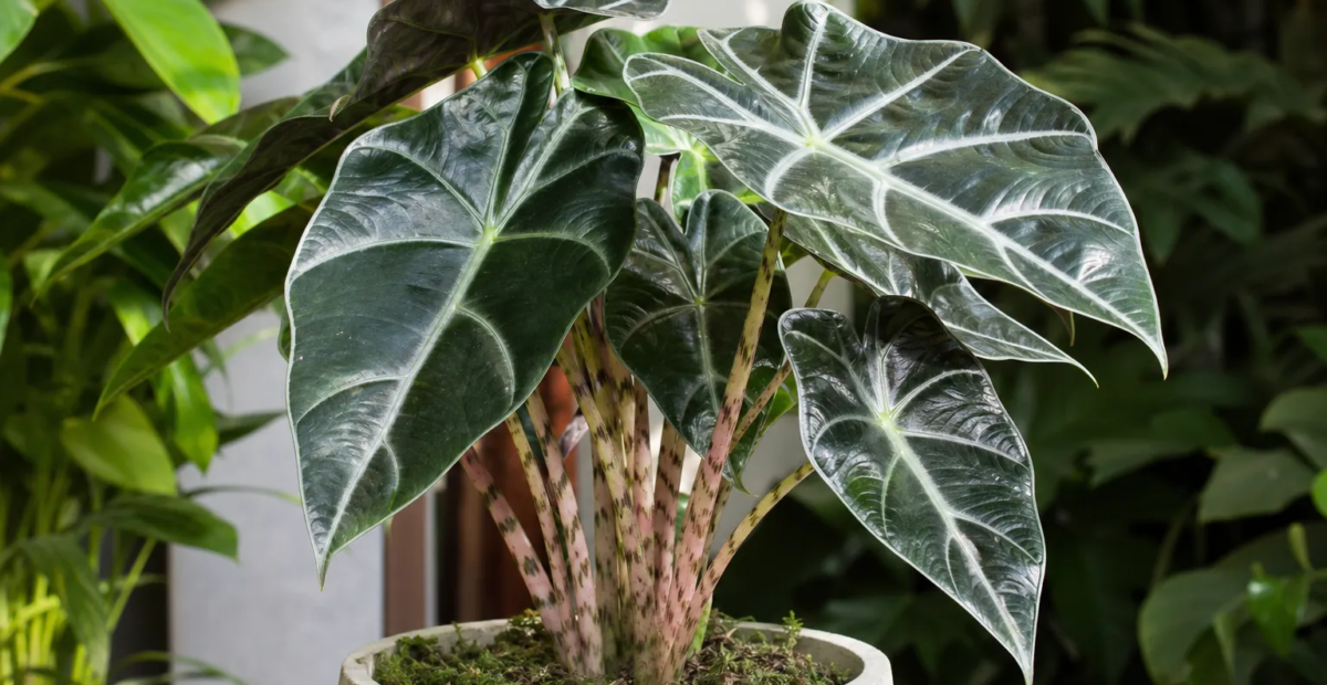 Alocasia 'Ivory Coast' – plant photo