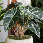 Alocasia 'Ivory Coast' – foto della pianta