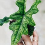 Alocasia 'Jacklyn' – foto della pianta
