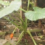 Alocasia 'Longiloba' – foto della pianta