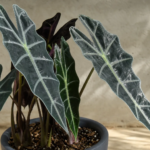 Alocasia 'Longiloba Black Satun' – foto della pianta