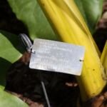 Alocasia 'Lutea' – foto della pianta