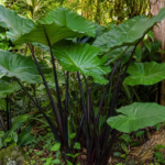 Alocasia macrorrhiza 'Black Stem' – foto della pianta