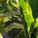 Alocasia macrorrhiza 'Variegata' – foto della pianta