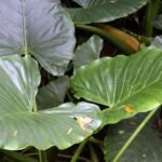 Alocasia macrorrhizos – foto della pianta