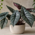 Alocasia 'Maharani' – foto della pianta