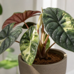Alocasia 'Maharani Variegated' – foto della pianta