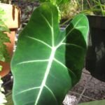 Alocasia micholitziana – foto della pianta