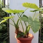 Alocasia 'Odora' – foto della pianta